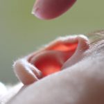 Dites oui à l’oriculi !